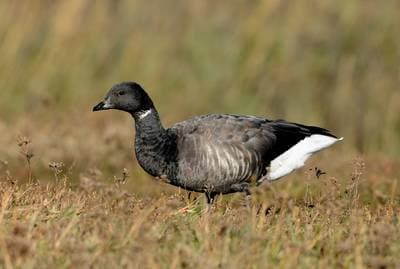 Brant