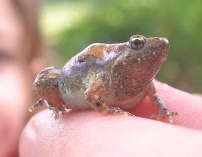 Ant Frog