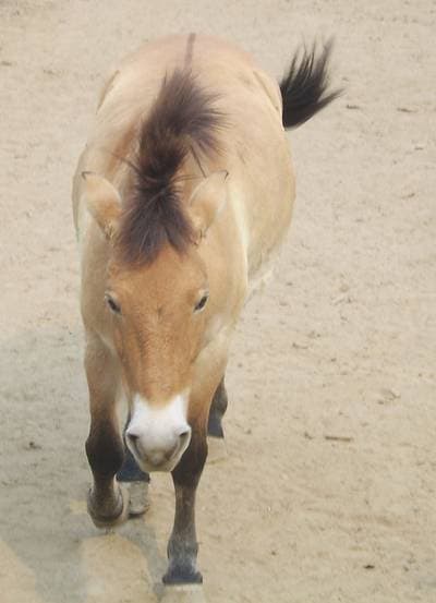 Takhi