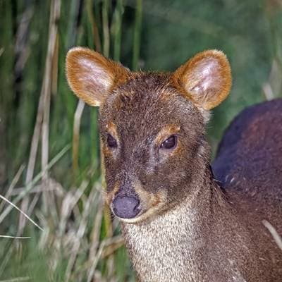 Southern Pudú