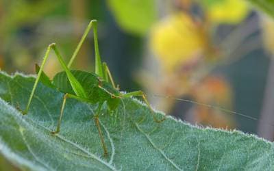 Common Speckled Bush-cricket