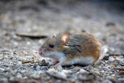 Pygmy Mouse