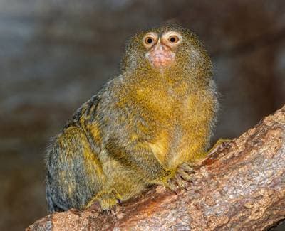 Pygmy Marmoset
