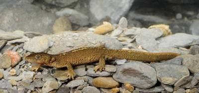 Pyrenean Newt
