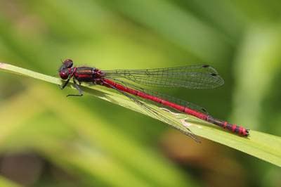 Large Red Damsel