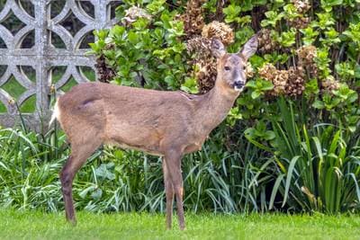 Roe Deer