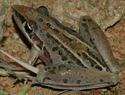 Rocket Frog