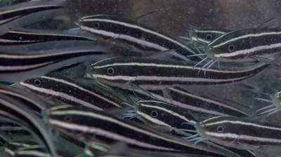 Striped eel catfish