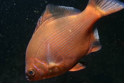 Striped seaperch