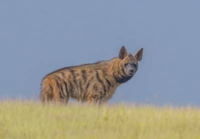 Striped Hyena