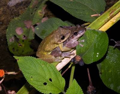 Red Snouted Treefrog