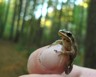 Striped Chorus Frog