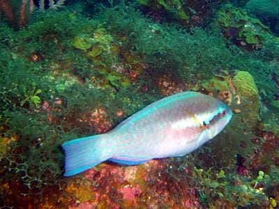 Striped parrotfish