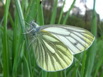 Green-veined White