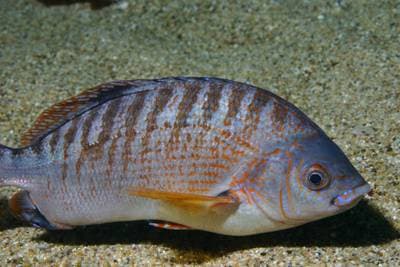 rainbow seaperch