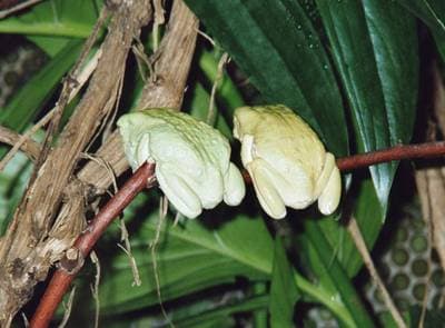 Reinwardt's Flying Frog