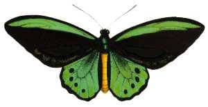 Richmond Birdwing Butterfly