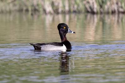 Ring-necked Duck