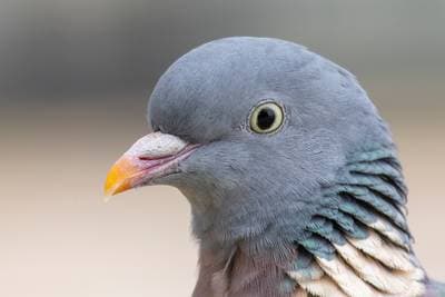 Common Woodpigeon