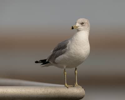 Ring-billed Gull