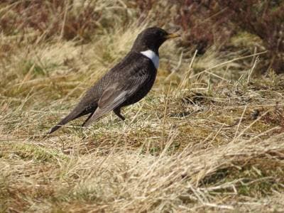 Ring Ouzel