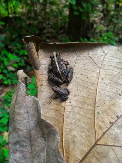 Rice Frog