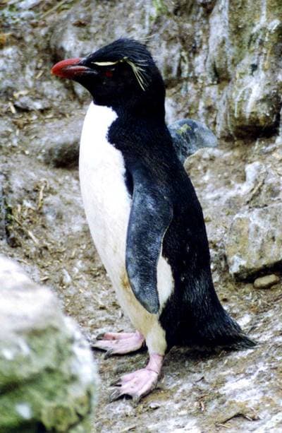 Rockhopper Penguin