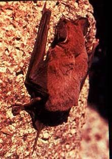 Eastern Red Bat