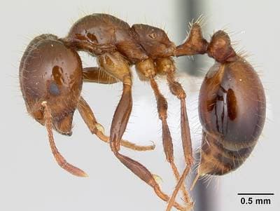 Red Imported Fire Ant