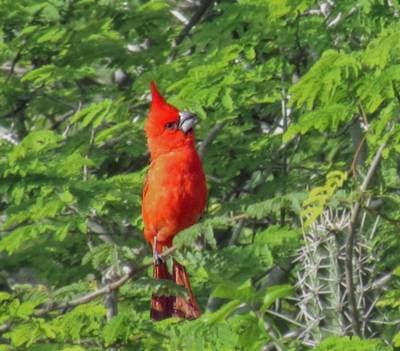 Northern Cardinal