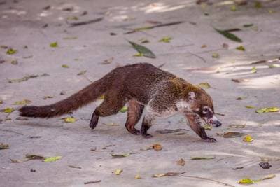 Ring-tailed Coati