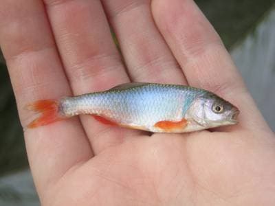 Red Shiner
