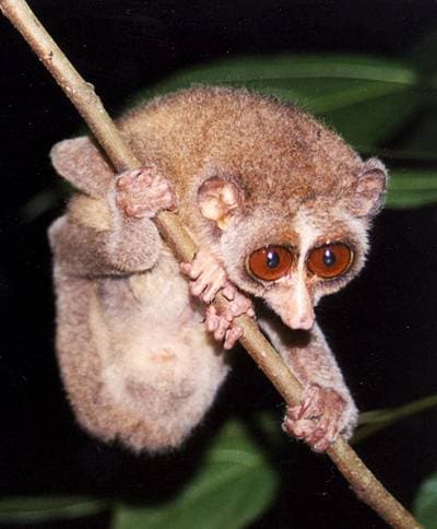 Red Slender Loris