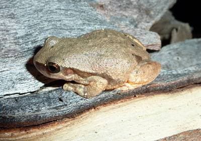 Red Tree Frog