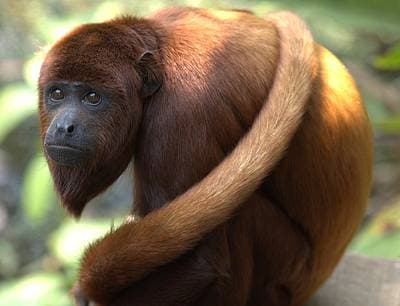 Colombian Red Howler
