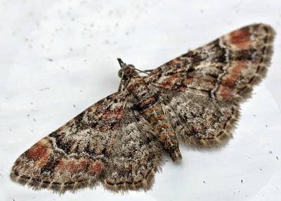 Cankerworm