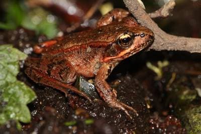 Red-legged Frog