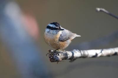 Red-Breasted Nuthatch