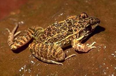 Rufous Frog