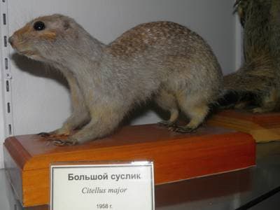 Russet Ground Squirrel