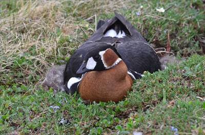 Red-breasted Goose