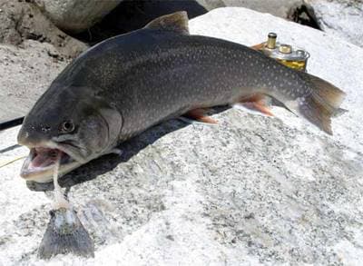 Arctic Charr