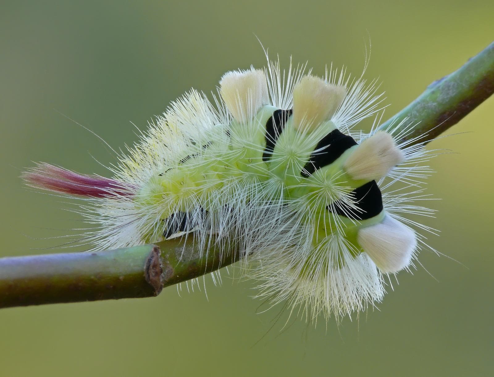 Pale Tussock — 1/3