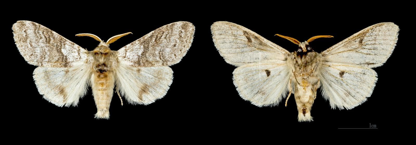 Pale Tussock — 2/3