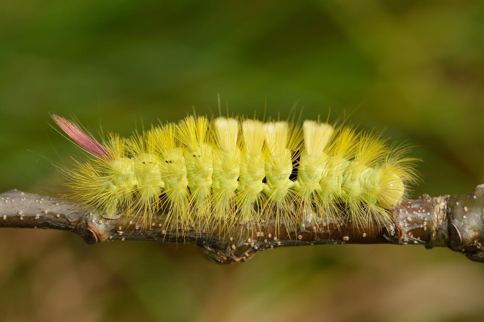 Pale Tussock — 3/3