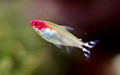 Rummy-nose Tetra