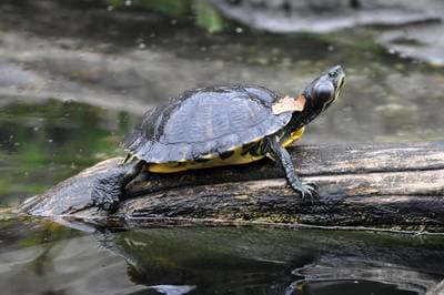 Pond Slider