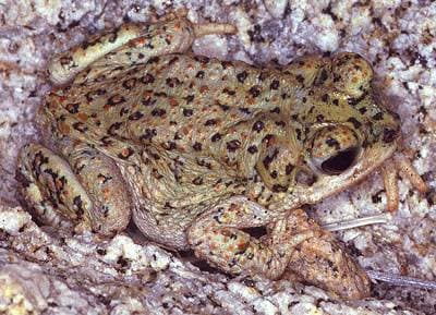 Red-spotted Toad