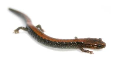 Redback Salamander