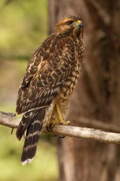 Red-shouldered Hawk